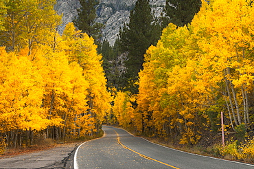 Autumn landscape, Eastern Sierra California