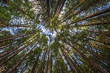 Forest canopy, Olympic National Park, Washington