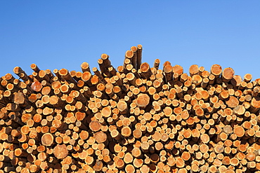 Stacks of logs to be used for lumber, Coos Bay, Or