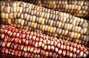 Battle Ground, close-up of corn