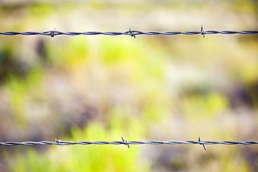 Focus on barbed wire