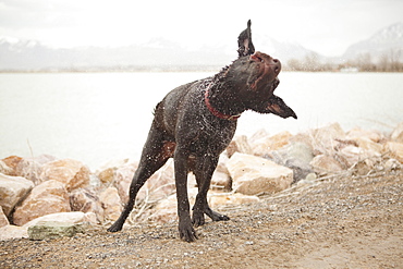 Female dog shaking off water as she emerges form lake