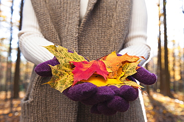 USA, New Jersey, Woman holding leaves in Autumn forest, mid section