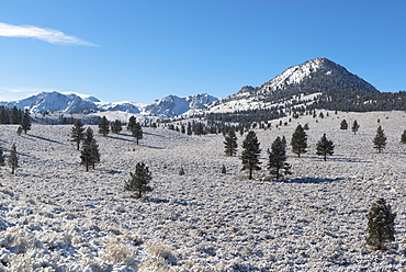 Eastern Sierra scene, USA, California