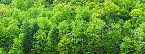 A forest of trees