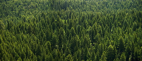 Aerial view of a forest