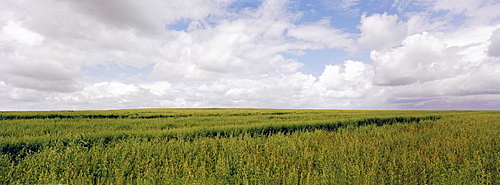 Field of grass