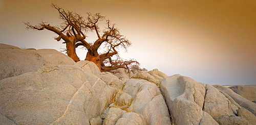 Barren tree among rocks on Kubu Island, Botswana