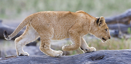 Lion cub walking on log