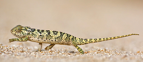 Side view of chameleon walking