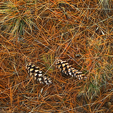 Pine cones