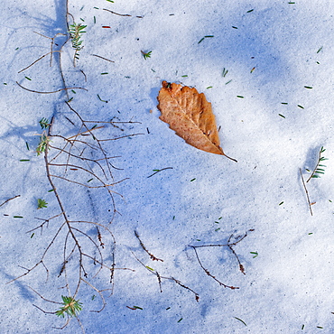 Leaf on snow covered ground