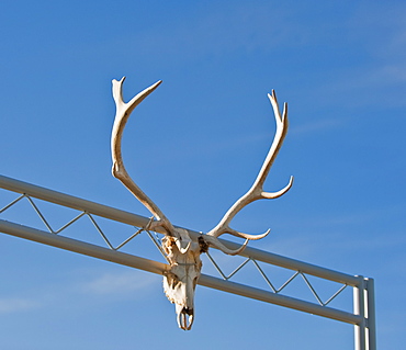 Antlers on gate