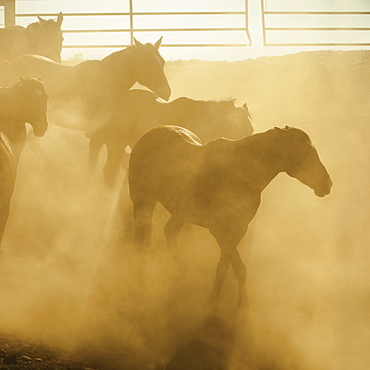 Horses in corral