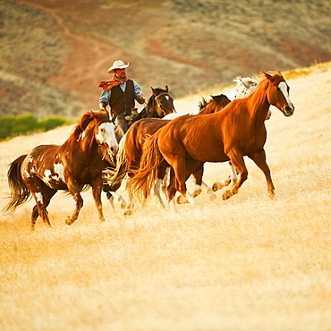 Cowboy herding horses