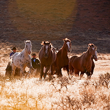 Cowboy herding horses