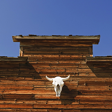 Steer skull on barn