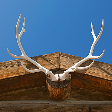 Elk antlers