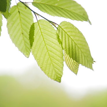 Leaves