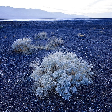 Sage brush in Death Valley