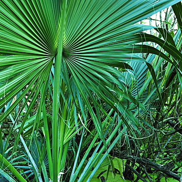Tropical leaves, St. Thomas, US Virgin Islands