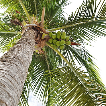 Palm tree and coconuts