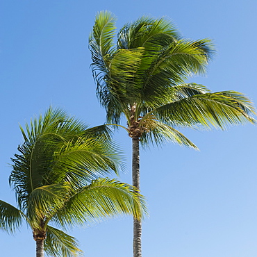 Palm trees in wind