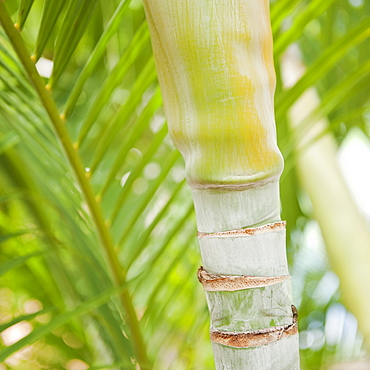 Close up of tropical plant