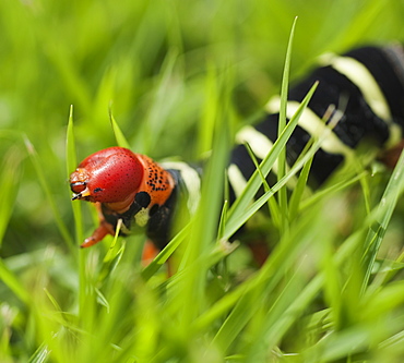 Close up of caterpillar in grass