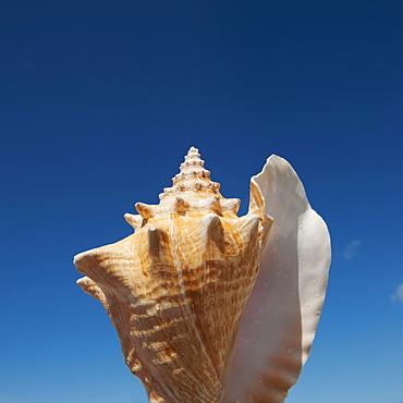Close up of conch shell against blue sky