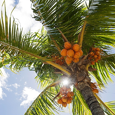 Coconuts in palm tree