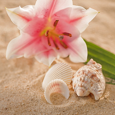 Tropical flower and spa elements