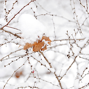 Plant in snow