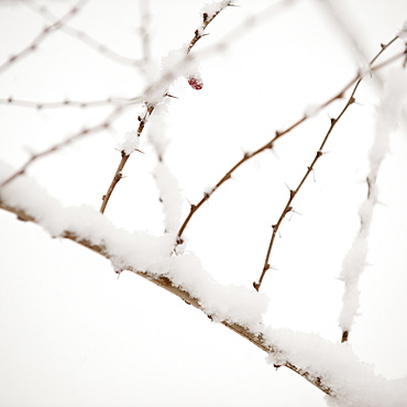 Plant in snow