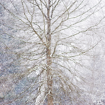 Forest in winter