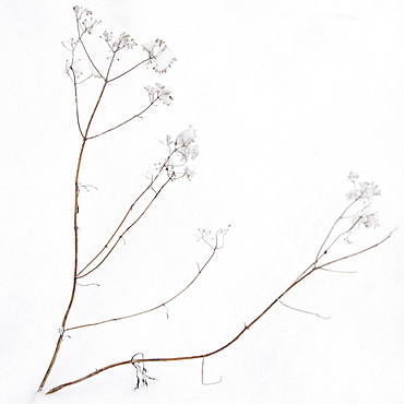 Plant in snow