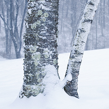Trees in winter