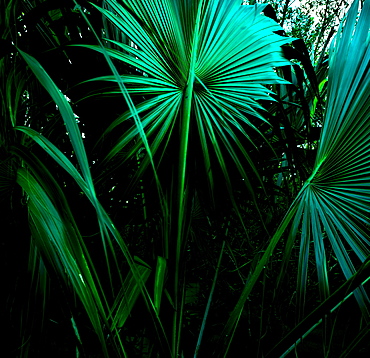 Tropical leaves, St. Thomas, US Virgin Islands