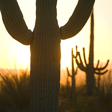 Close up of Saguaro cactus