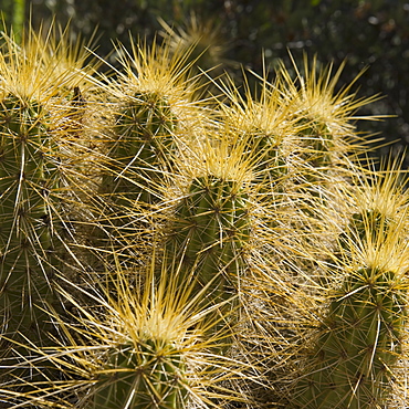 Golden Hedgehog Cactus