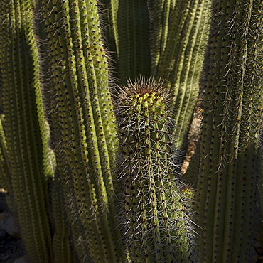 Cardon Cactus