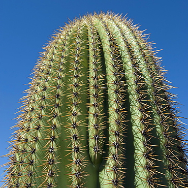 Close up of Saguaro Cactus