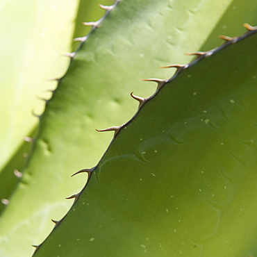 Close up of agave plant