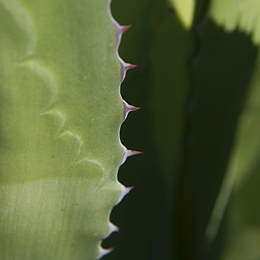 Close up of agave plant