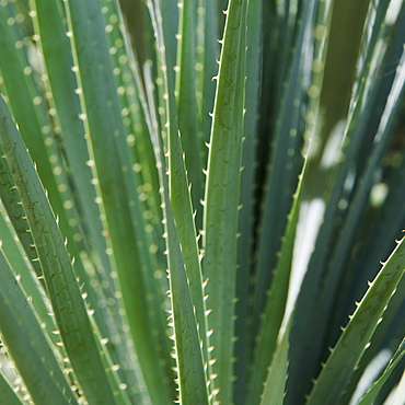 Close up of agave plant