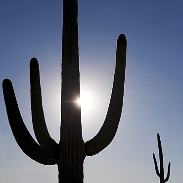 Sun shining behind cactus