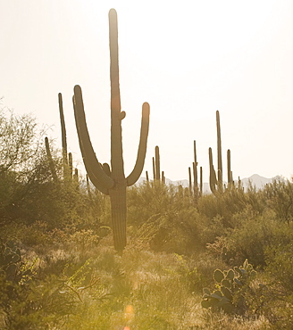 Cactus plants, Saguaro National Park, Arizona