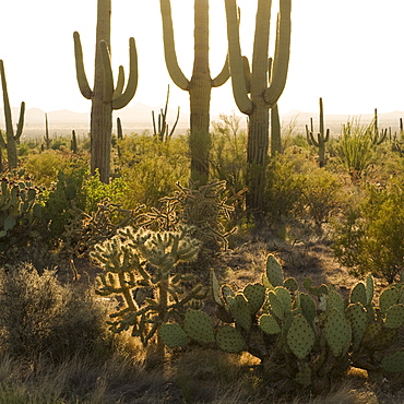 Cactus and desert plants, Saguaro National Park, Arizona