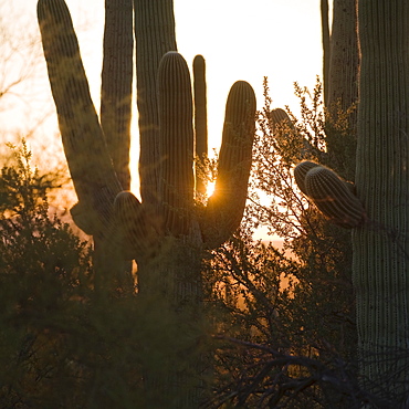 Sun behind cactus plants, Saguaro National Park, Arizona