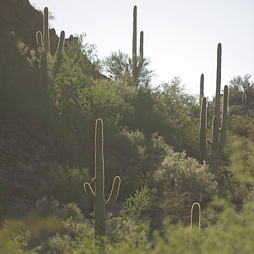 Cactus plants, Saguaro National Park, Arizona